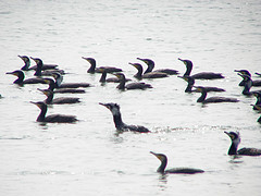 Cormorants swimming © Charles Lam CC BY-SA 2.0