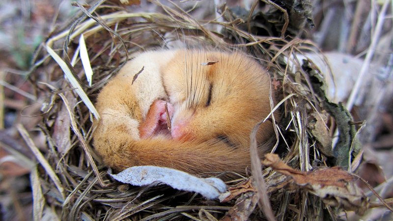Hibernation - Which animals hibernate? | Young People's Trust For the  Environment
