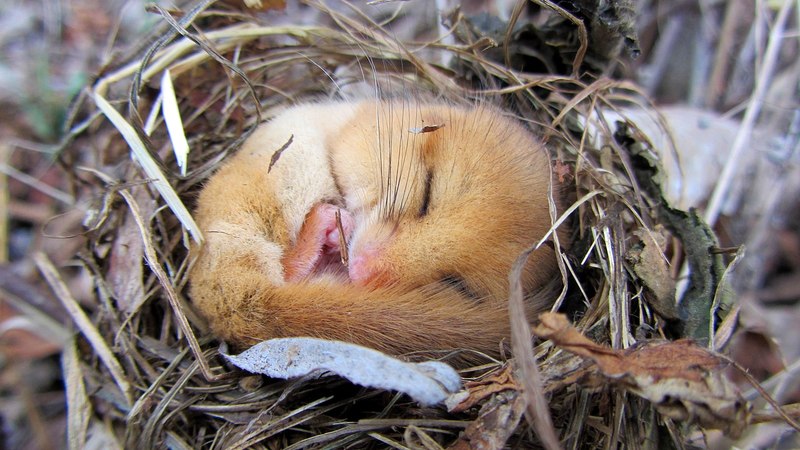 hibernation-which-animals-hibernate-young-people-s-trust-for-the