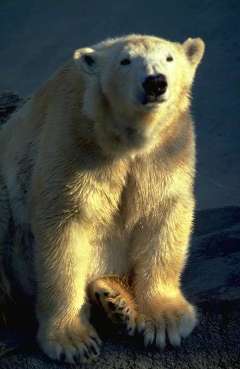 Polar Bear