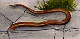 Illustration of a Slow Worm