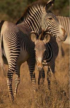 Picture of a Grevy's Zebra
