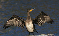 Cormorant drying wings © Tony Hisgett CC BY 2.0