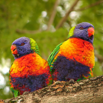 <p>A couple of lorikeets huddled together to keep warm. Taken at Auburn botanical gardens</p>

<p>Credit:&nbsp;<a href="https://www.flickr.com/photos/aussiegall/" style="line-height: 1.6;" title="Go to Louise Docker's photostream">Louise Docker</a></p>

<div>
<div id="yui_3_16_0_1_1411726329722_646">&nbsp;</div>
</div>
