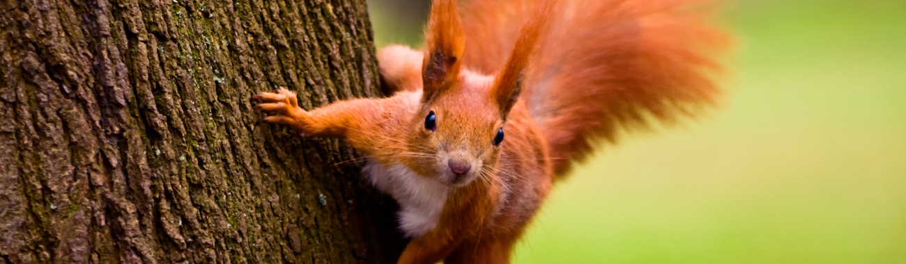 redsquirrelbanner.full.jpg?1520523686