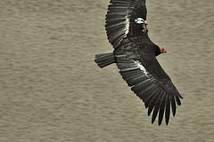 California Condor © Sequoia Hughes CC BY 2.0