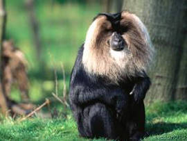 Lion Tailed Macaque