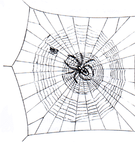 Spider Web