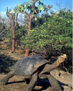 Picture of a Galapagos Tortoise