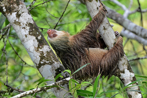 Two-toed Sloth © Geoff Gallice CC BY 2.0