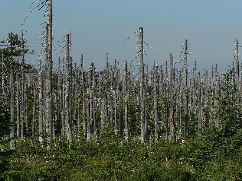 Acid Rain Forests Young Peoples Trust For The Environment