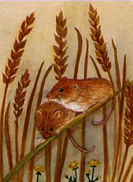 Harvest Mice