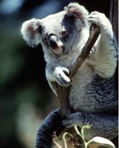 Australian Wildlife Part 1 - The Koala Bear