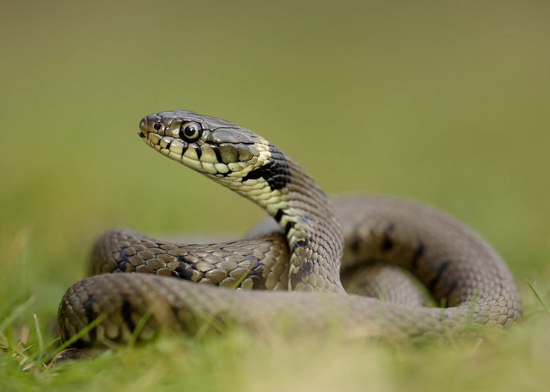 Stock photo of Grass snake (Natrix natrix) juvenile playing dead