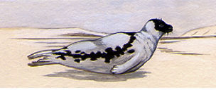 Illustration of a Harp Seal