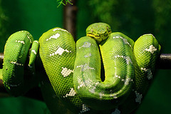 Emerald Tree Boa © Eric Kilby CC BY-SA 2.0