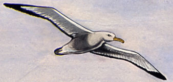 Wandering Albatross