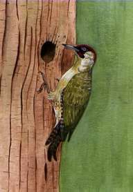 Picture of a Green Woodpecker