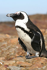 Jackass Penguin © Graham Racher CC BY-SA 2.0 