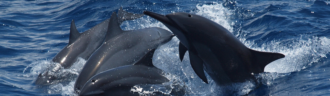 Dolphins - What Type of Animal is a Dolphin? | Young People's Trust For the  Environment