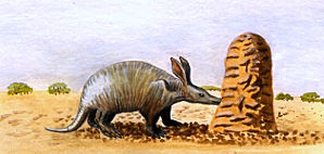 An aardvark eating