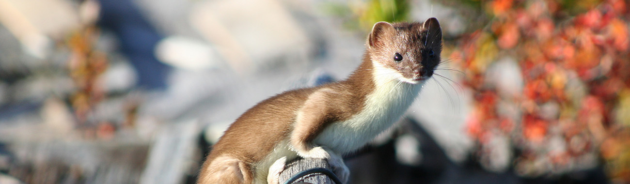 Weasel (European) - Weasels and Humans | Young People's Trust For the ...