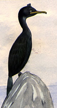 Illustration of a Common Shag