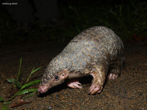 Malayan Pangolin © Georgia Ding