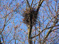 Photo of a squirrel drey in a tree