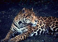 Jaguar