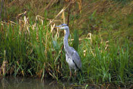 Heron