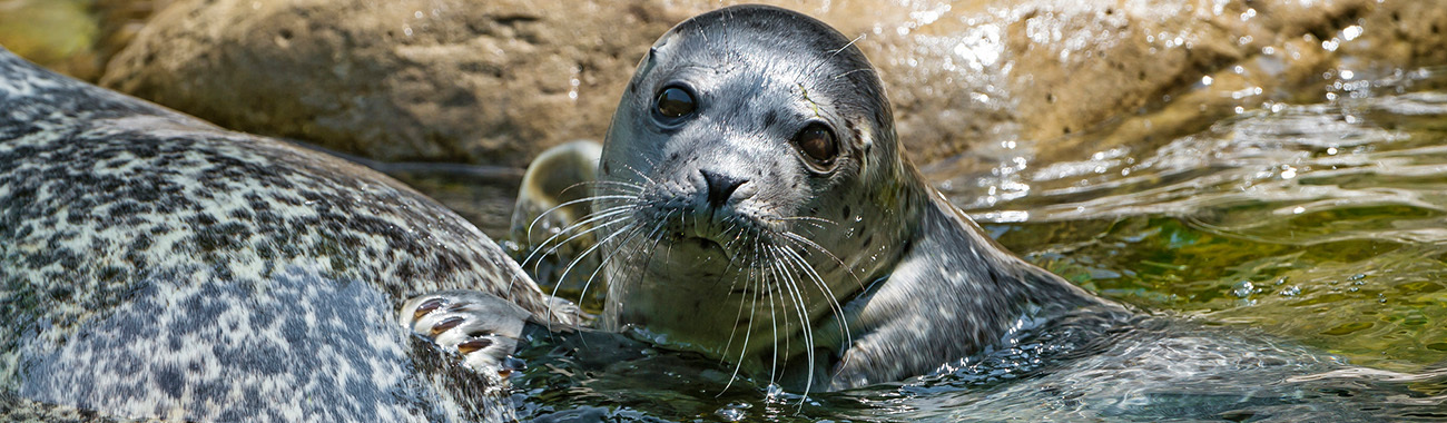 Seal (Leopard) - Leopard Seals and humans | Young People's Trust For