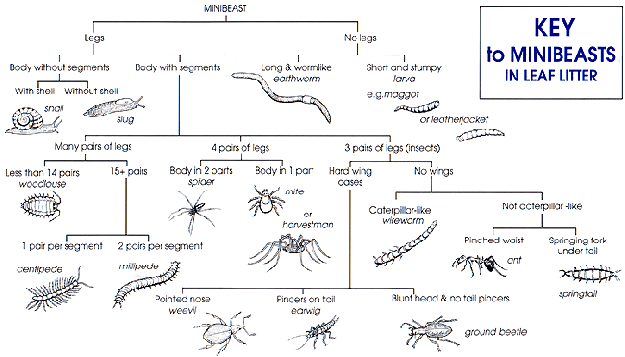 Minibeasts - Identifying Minibeasts | Young People's Trust For the