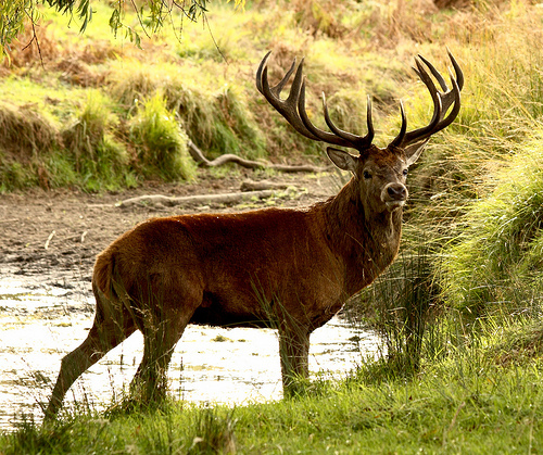 Red Deer © Don Macauley CC BY-SA 2.0