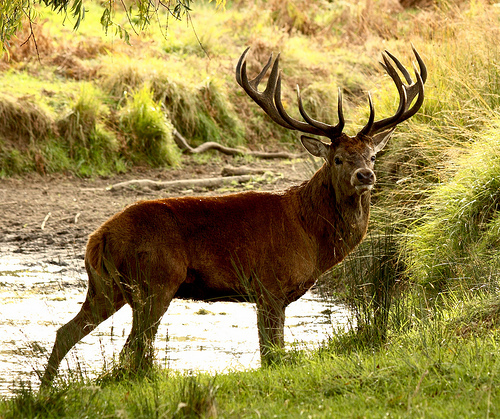 Red deer clearance facts