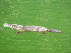 Platypus © Alan Couch CC BY 2.0