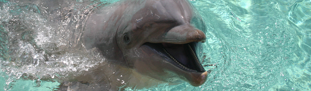 Dolphin (Bottle-Nosed) - Overview | Young People's Trust For the ...