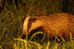 Badger © Nigel Wedge CC BY 2.0