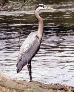 Grey Heron