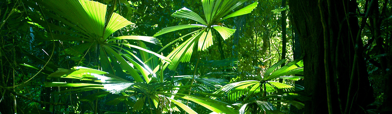 short essay about rainforest