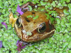 Frog © noodlemaps CC BY 2.0