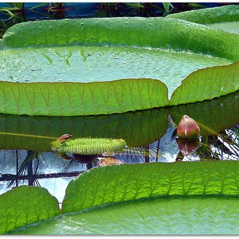 <p>The Giant Amazon Water Lily, Victoria amazonica (Nymphaeaceae), is found growing naturally in the region of central Brazil in the forest tributaries of the Amazon River. One leaf is up to 3 m (9.8 ft) in diameter, on it stalk 7&ndash;8 m (22.9-26.2 ft) in length.</p>

<p>Credit:&nbsp;<a href="https://www.flickr.com/photos/cameliatwu/">CameliaTWU</a></p>
