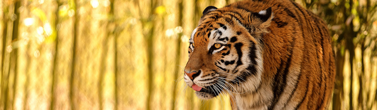 Tiger (Bengal) - Overview | Young People's Trust For the Environment