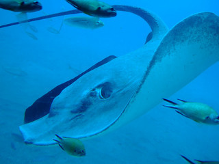 Stingray, Lanzarote © Katherine Davis CC