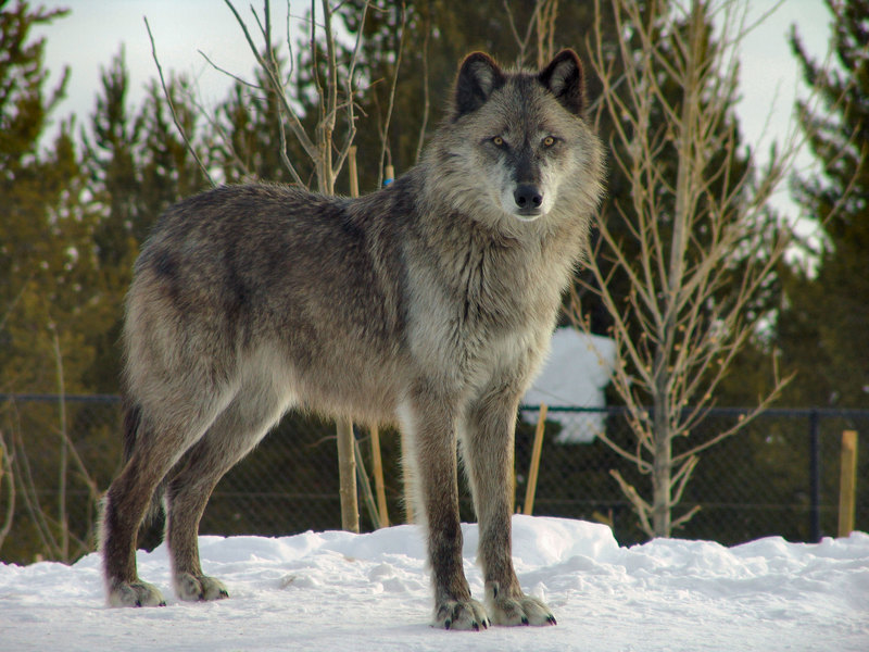 Conservation - The Wolves of Yellowstone Park: | Young People's Trust ...