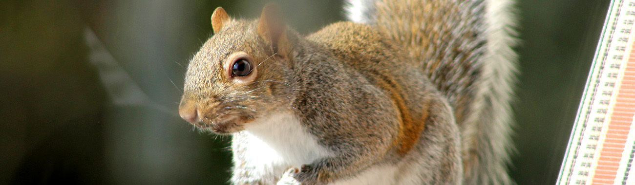 Squirrel (Grey) - Breeding | Young People's Trust For the Environment