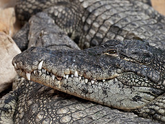 Crocodile © William Warby CC BY 2.0
