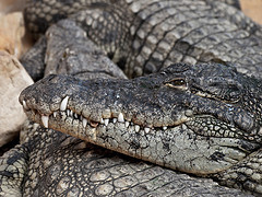 What's the difference between alligators and crocodiles? - BBC Science  Focus Magazine