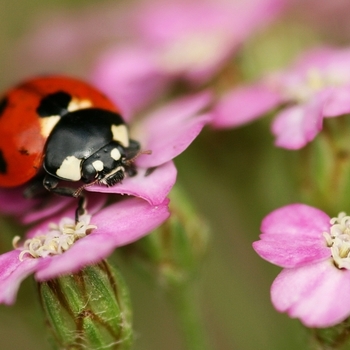 <p>7-Spot ladybird -&nbsp;Coccinella 7-punctata</p>

<p>Credit:&nbsp;<a href="https://www.flickr.com/photos/rachel_s/">nutmeg66</a></p>
