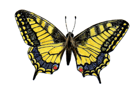 Swallowtail Butterfly